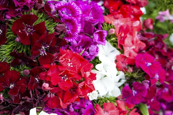 Dianthus barbatus