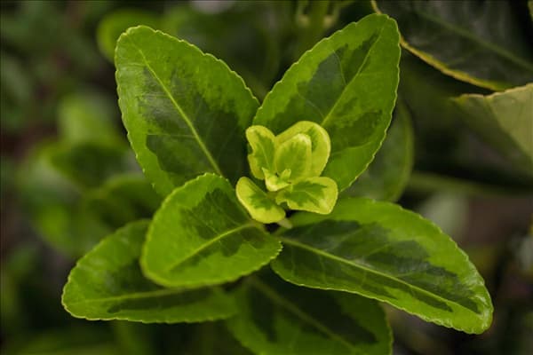 Euonymus japonicus 'Aureomarginatus'