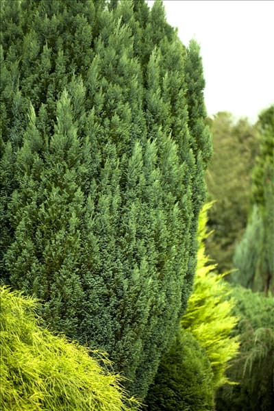 Chamaecyparis lawsoniana 'Snow White'®