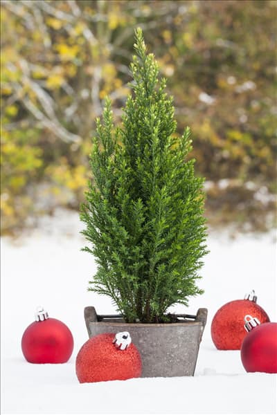 Chamaecyparis lawsoniana 'Snow White'®