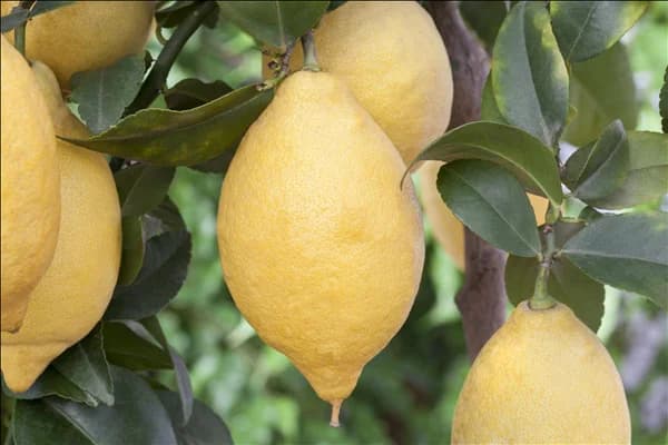 Citrus limon