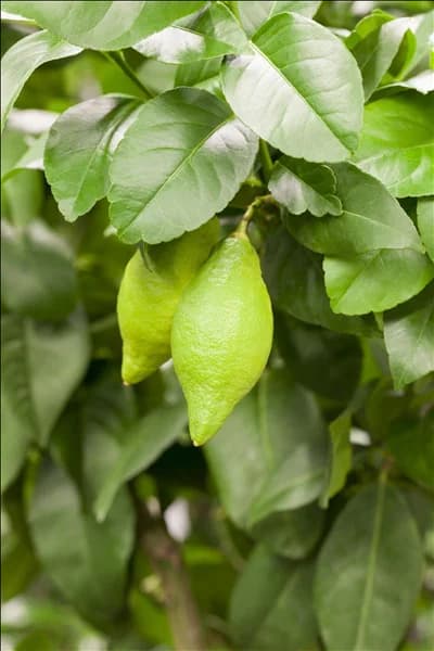 Citrus limon