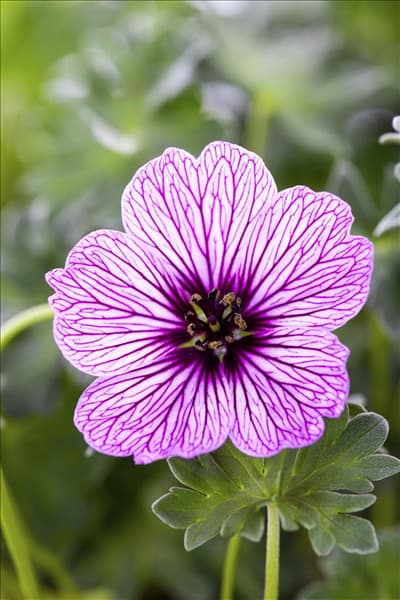 Geranium