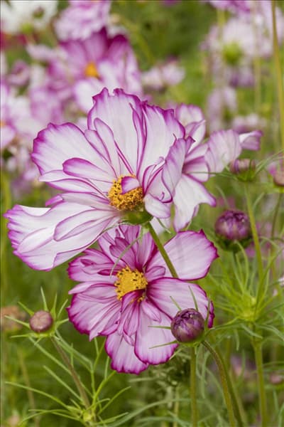 Cosmos bipinnatus