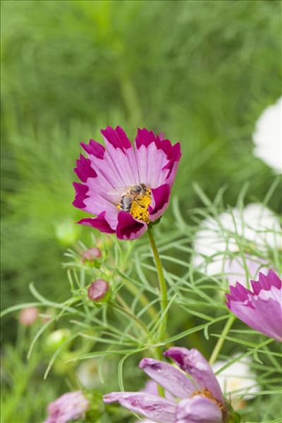 Cosmos bipinnatus