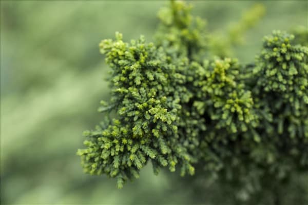 Chamaecyparis obtusa 'Chirimen'