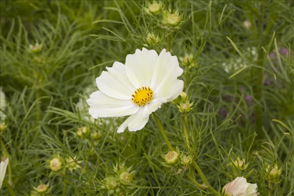 Cosmos bipinnatus 'Sunset Yellow'