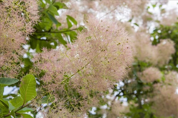 Cotinus coggygria