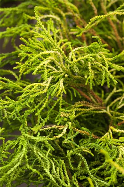 Chamaecyparis obtusa