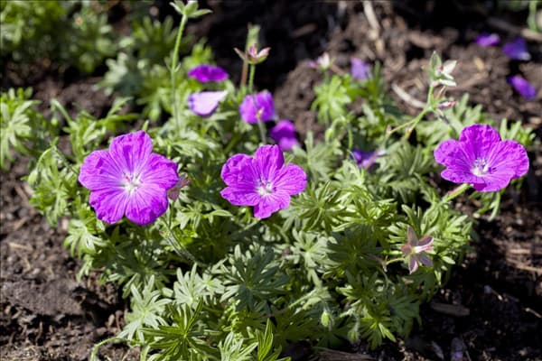 Geranium sanguineum