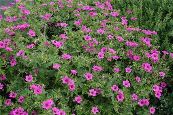 Geranium sanguineum