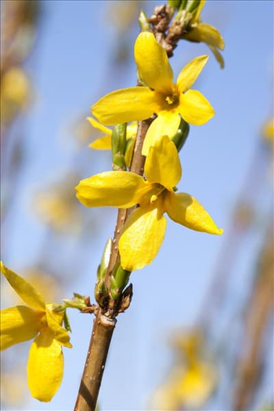 Forsythia x intermedia 'Week End'®