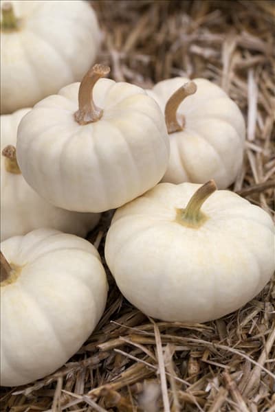 Cucurbita pepo 'Baby Boo'