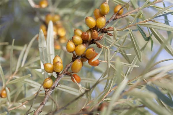 Hippophae rhamnoides
