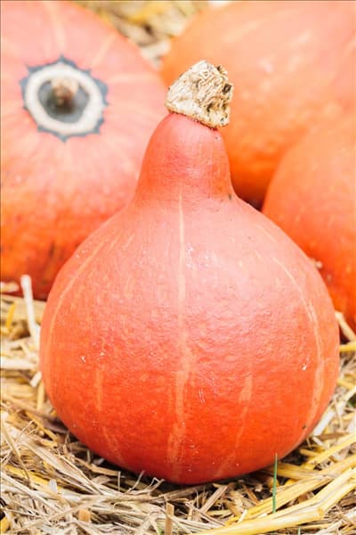 Cucurbita pepo 'Hokkaido'