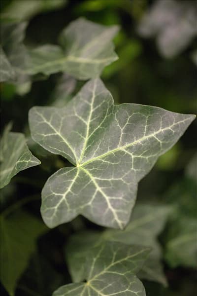 Hedera helix ssp. hibernica