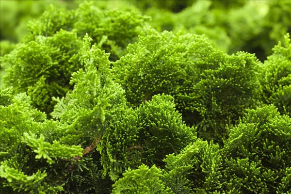 Chamaecyparis obtusa 'Nana Gracilis'