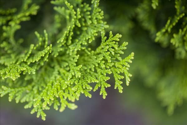Chamaecyparis obtusa 'Nana Gracilis'