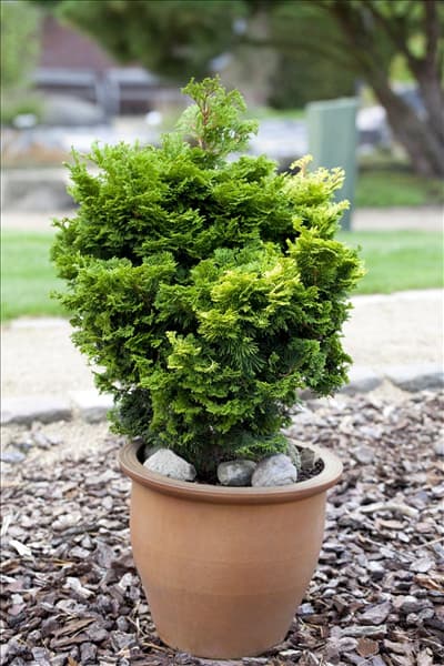 Chamaecyparis obtusa 'Nana Gracilis'