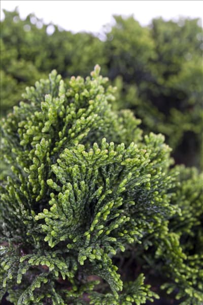 Chamaecyparis obtusa 'Nana Gracilis'