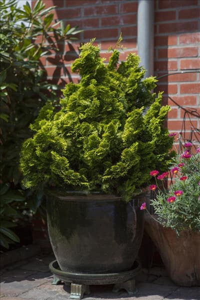 Chamaecyparis obtusa 'Nana Gracilis'