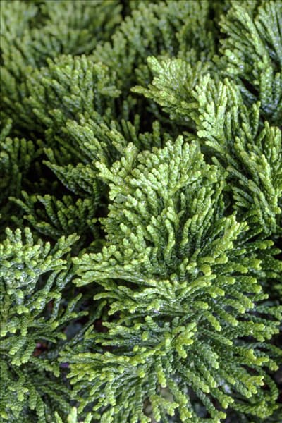 Chamaecyparis obtusa 'Nana Gracilis'