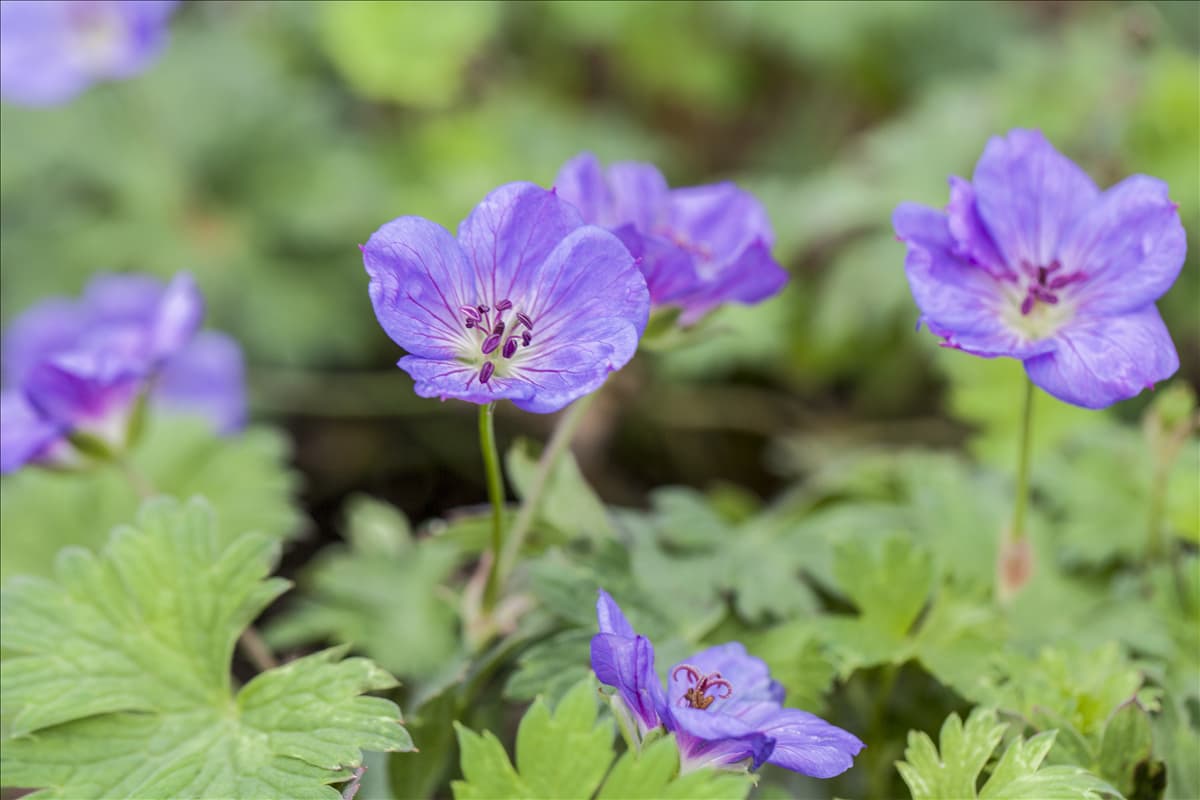 Geranium wallichianum 'Rozanne'®