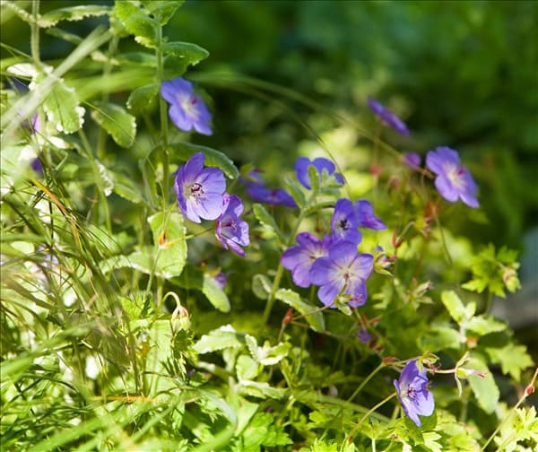 Geranium wallichianum 'Rozanne'®