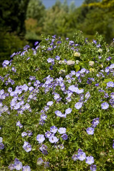 Geranium wallichianum 'Rozanne'®