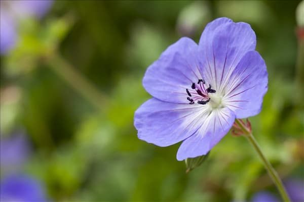 Geranium wallichianum 'Rozanne'®