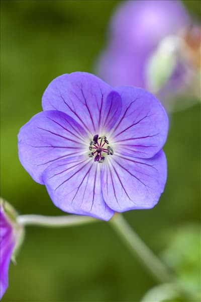 Geranium wallichianum 'Rozanne'®
