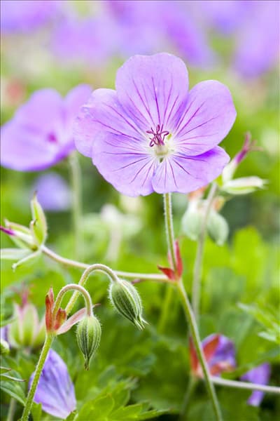 Geranium wallichianum 'Rozanne'®