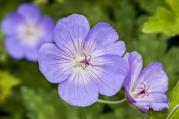 Geranium wallichianum 'Rozanne'®