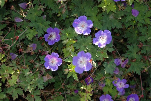 Geranium wallichianum 'Rozanne'®