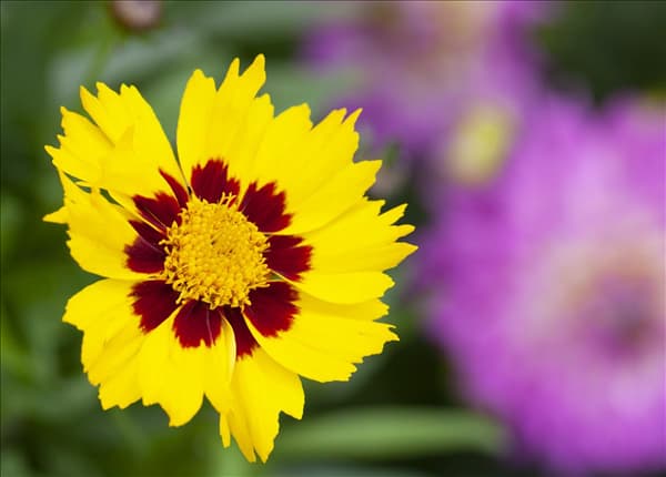 Coreopsis lanceolata