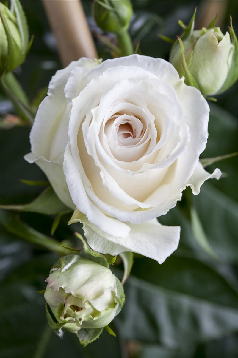 Edelrose Edelrose