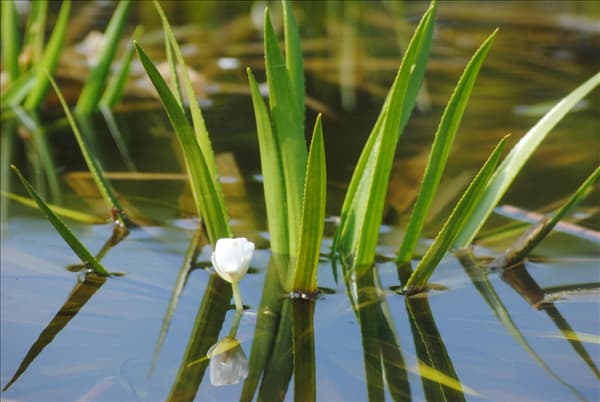Stratiotes aloides