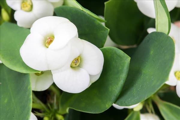 Euphorbia milii