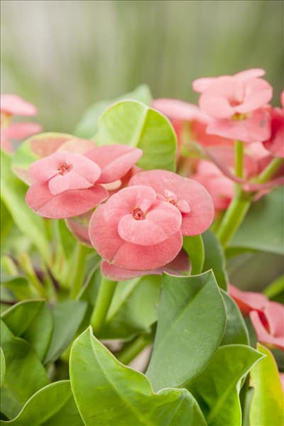 Euphorbia milii