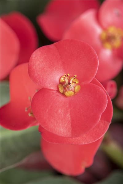 Euphorbia milii