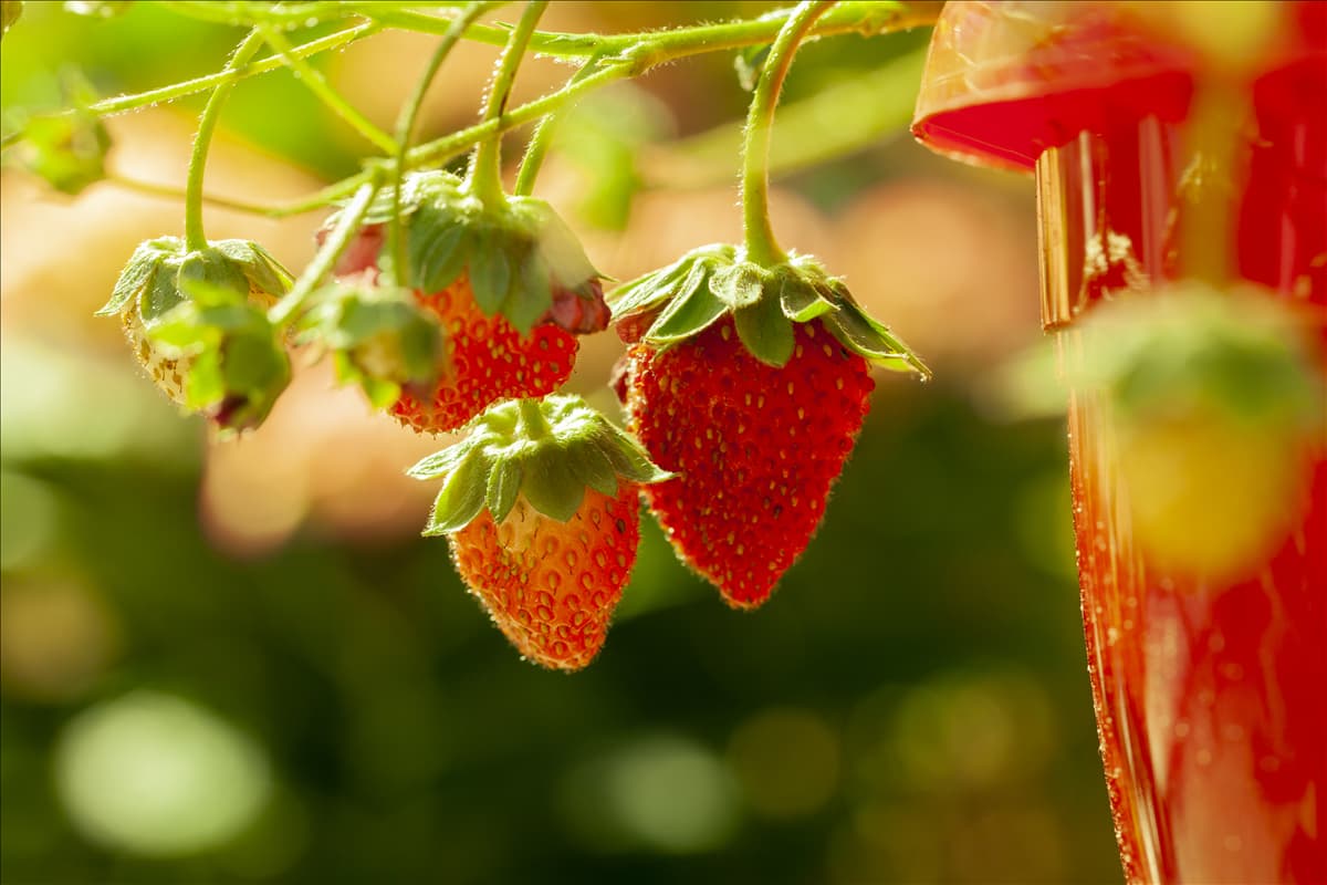 Fragaria vesca var. semperflorens 'Elsanta'® Garten-Monats-Erdbeere 'Elsanta'®