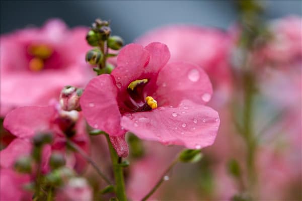Diascia barberae Genta™ 'Giant Coral'