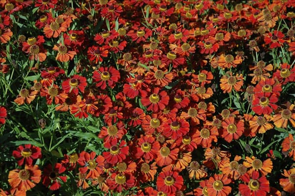 Helenium 'Moerheim Beauty'