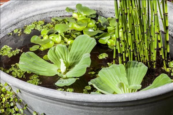 Pistia stratiotes