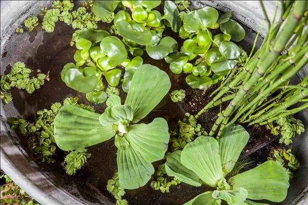 Pistia stratiotes