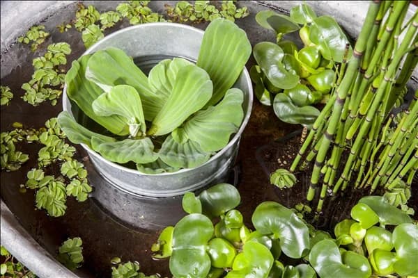 Pistia stratiotes