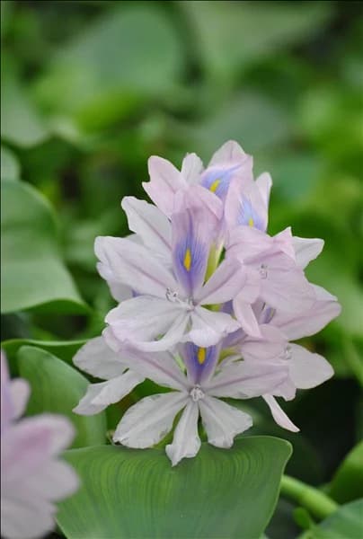 Eichhornia crassipes