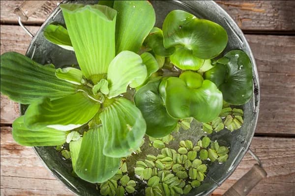 Salvinia natans