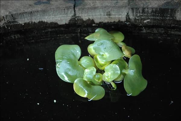 Eichhornia crassipes