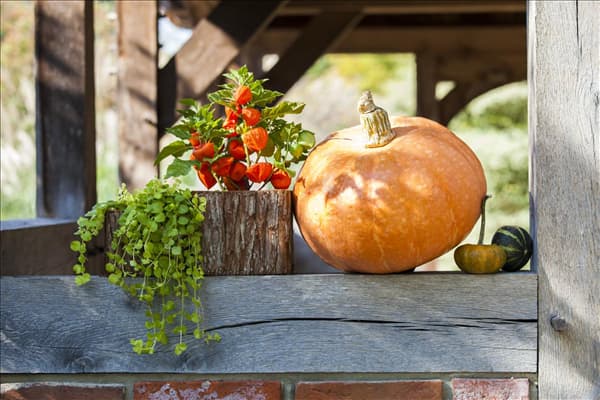 Cucurbita maxima